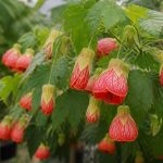 Abutilon megapotamicum : culture et entretien au jardin