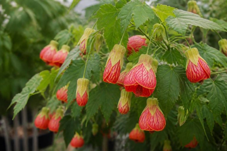 Abutilon megapotamicum : culture et entretien au jardin