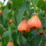 Abutilon : culture, plantation et entretien au jardin