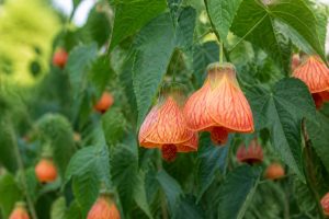 Abutilon : culture, plantation et entretien au jardin