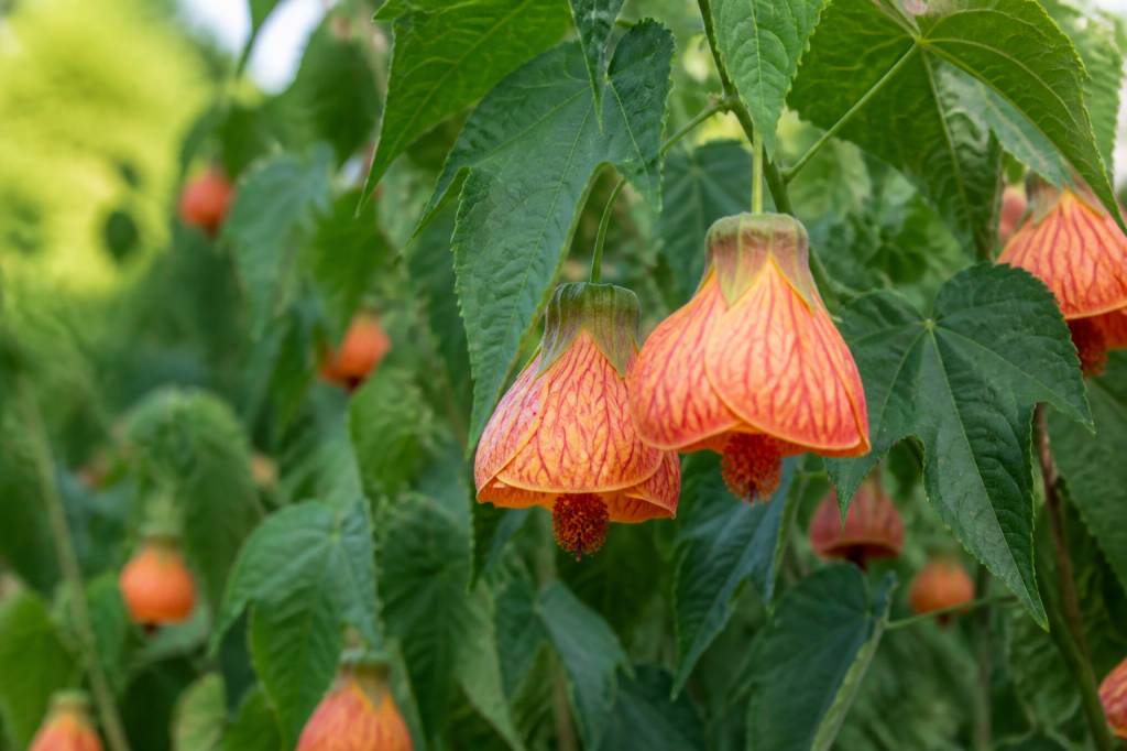 Abutilon : culture, plantation et entretien au jardin