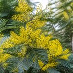 Acacia pravissima : conseils de culture et d’entretien au jardin en France