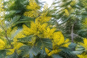 Acacia pravissima : conseils de culture et d’entretien au jardin en France