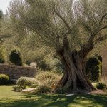 Arbre olivier symbole : signification et place au jardin
