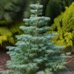 Abies koreana silberlocke : conseils de culture et d’entretien au jardin