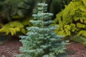 Abies koreana silberlocke : conseils de culture et d’entretien au jardin