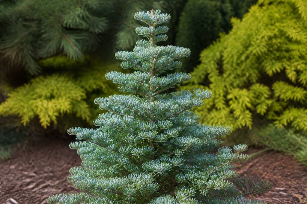 Abies koreana silberlocke : conseils de culture et d’entretien au jardin