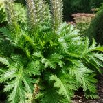 Acanthus hungaricus : culture, plantation et entretien au jardin
