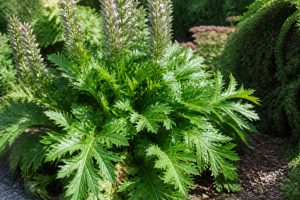 Acanthus hungaricus : culture, plantation et entretien au jardin