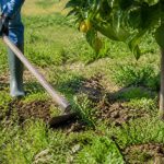 À quoi sert une binette au jardin et autour des citronniers ?