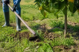 À quoi sert une binette au jardin et autour des citronniers ?