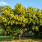 Acacia melanoxylon : culture, entretien et utilisations au jardin