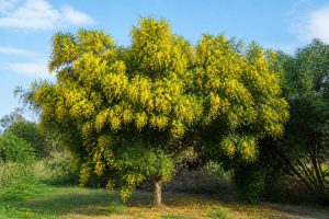 Acacia melanoxylon : culture, entretien et utilisations au jardin