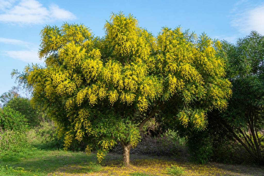 Acacia melanoxylon : culture, entretien et utilisations au jardin