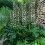 Acanthus sennii : conseils de culture au jardin en France