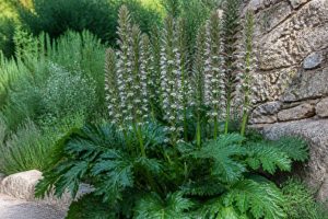 Acanthus sennii : conseils de culture au jardin en France