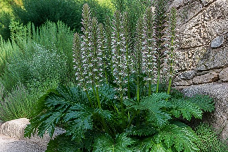 Acanthus sennii : conseils de culture au jardin en France
