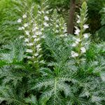 Acanthus Whitewater : conseils de culture et d’entretien au jardin