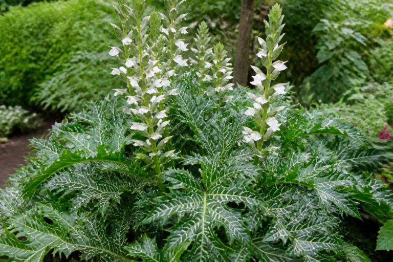 Acanthus Whitewater : conseils de culture et d’entretien au jardin
