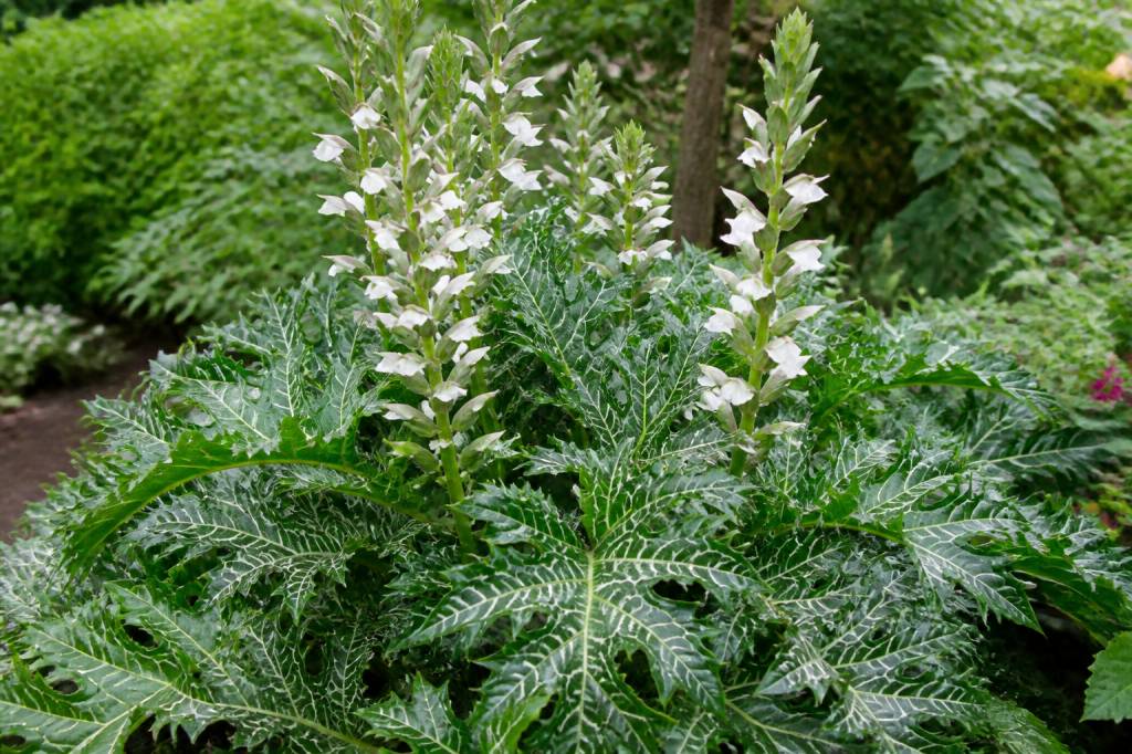 Acanthus Whitewater : conseils de culture et d’entretien au jardin