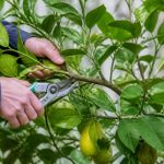 Quand tailler les citronniers : calendrier et conseils pratiques pour une taille réussie