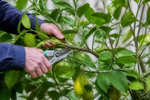 Quand tailler les citronniers : calendrier et conseils pratiques pour une taille réussie