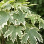 Acer platanoides drummondii : conseils de culture et d’entretien au jardin