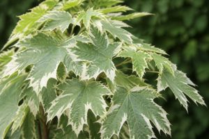 Acer platanoides drummondii : conseils de culture et d’entretien au jardin
