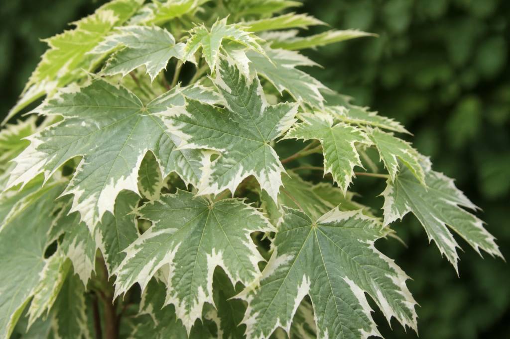 Acer platanoides drummondii : conseils de culture et d’entretien au jardin