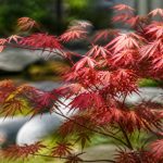 Acer japanese jewels : conseils de culture et d’entretien au jardin