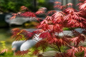 Acer japanese jewels : conseils de culture et d’entretien au jardin