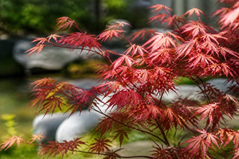 Acer japanese jewels : conseils de culture et d’entretien au jardin