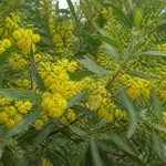 Acacia frisia : culture, plantation et entretien au jardin