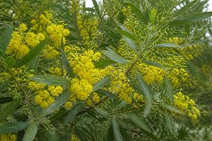 Acacia frisia : culture, plantation et entretien au jardin