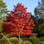Comment cultiver acer autumn blaze maple dans un jardin français