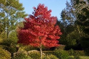 Comment cultiver acer autumn blaze maple dans un jardin français