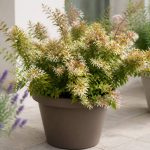 Abelia en pot : conseils de culture et d’entretien