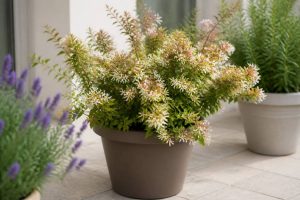 Abelia en pot : conseils de culture et d’entretien