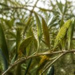 Maladie des oliviers : symptômes, traitements et prévention au jardin