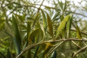 Maladie des oliviers : symptômes, traitements et prévention au jardin