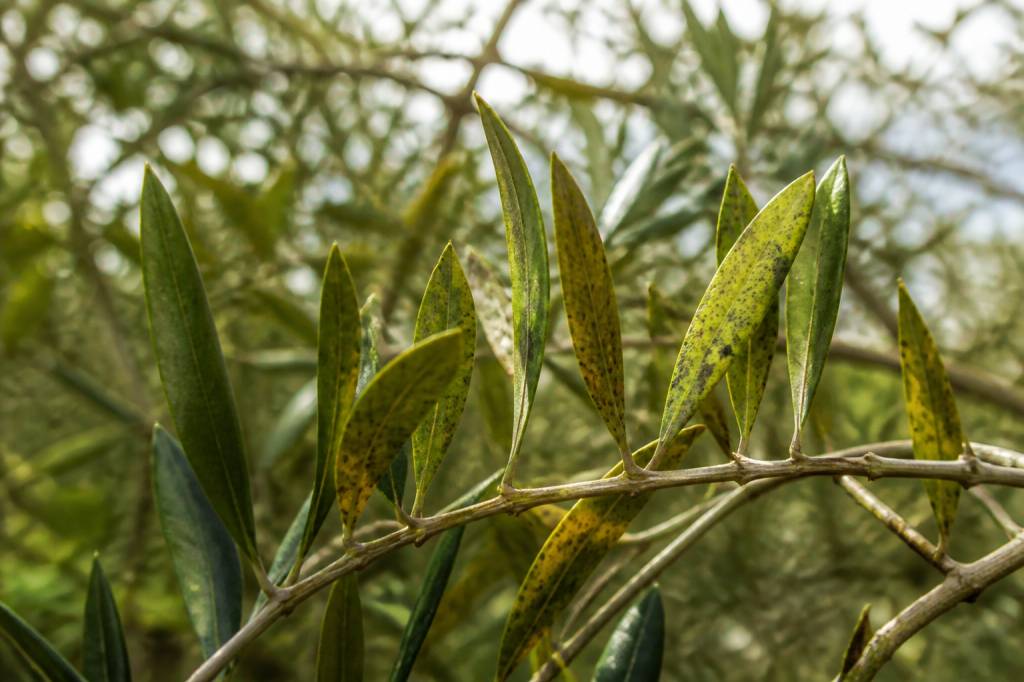 Maladie des oliviers : symptômes, traitements et prévention au jardin