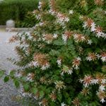 Abélia chinensis : culture, plantation et entretien au jardin