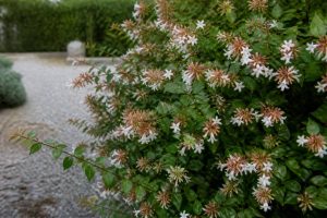 Abélia chinensis : culture, plantation et entretien au jardin