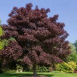 Acer platanoides Crimson King : conseils de culture et d’entretien au jardin