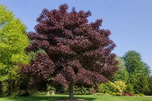 Acer platanoides Crimson King : conseils de culture et d’entretien au jardin