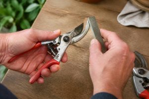Comment affûter un sécateur pour tailler les citronniers