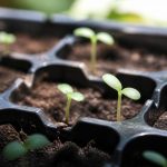 Acanthe graines : conseils pour réussir leur semis au jardin
