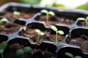 Acanthe graines : conseils pour réussir leur semis au jardin