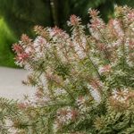 Abelia kaleidoscope hauteur : taille adulte et conseils de plantation au jardin
