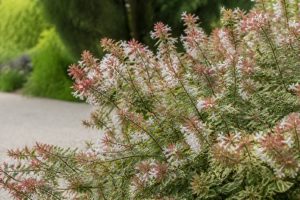 Abelia kaleidoscope hauteur : taille adulte et conseils de plantation au jardin